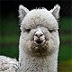 TheBigalpaca's Avatar