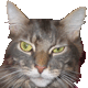 MaineCoon's Avatar